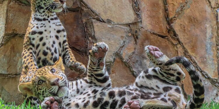 Canalizará comisión de parques cachorros de jaguar donados a la biósfera el cielo